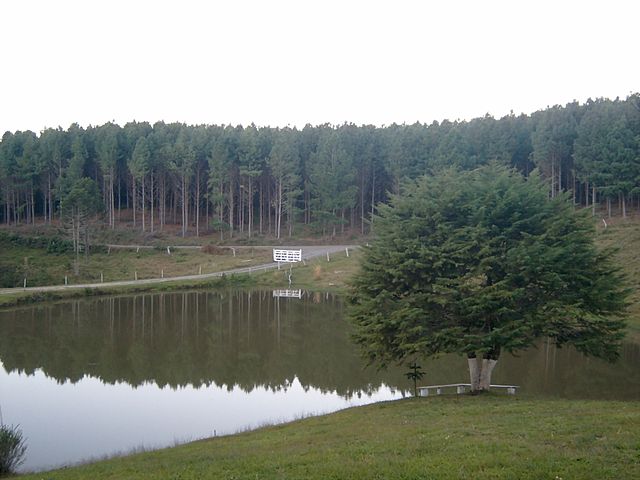 Reflorestamento de pinus destinado à indústria de celulose e madeireira da região.