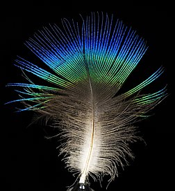 Plume de Paon bleu (Pavo cristatus). (définition réelle 2 211 × 2 418)