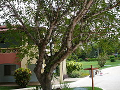 Ficus lutea 0001.jpg