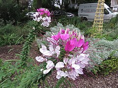 Spider flower of Bon Air Park