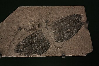 Fossile d'insecte du carbonifère supérieur.