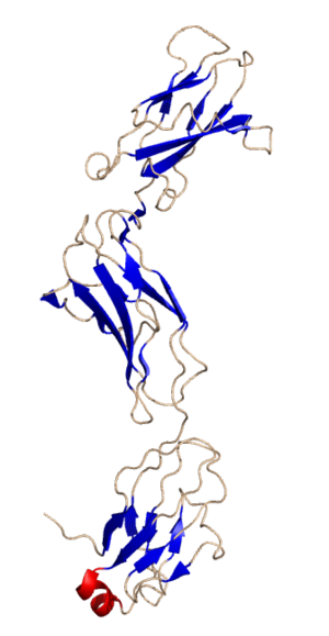 Crystal structure of gp130 as published in the...