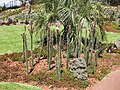 Gardenology Nyctocereus serpentinus Royal Botanic Gardens.jpg
