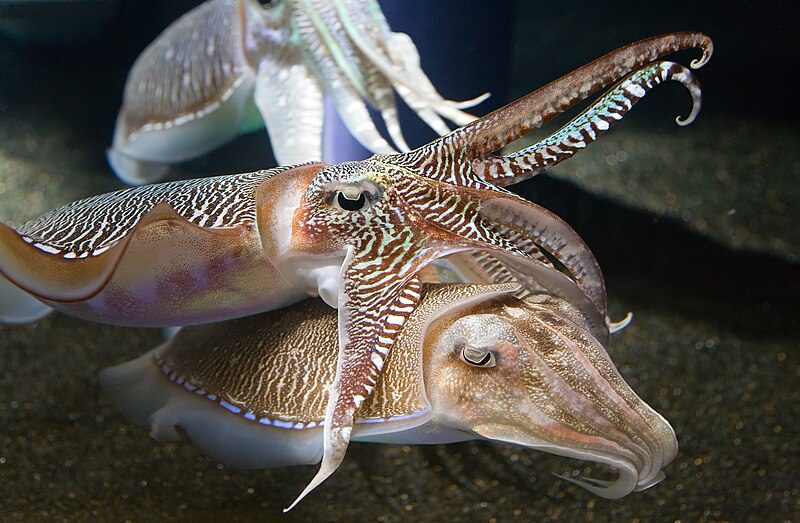 800px-Georgia_Aquarium_-_Cuttlefish_Jan_2006.jpg