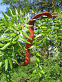 A lepényfa (Gleditsia triacanthos) termése