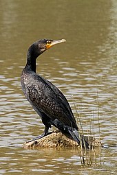 photographie représentant un grand cormoran, emblème des ornithologues normands