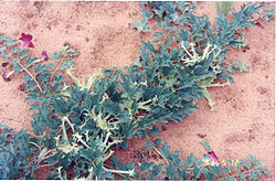 Harpagophytum procumbens (photo CITES).