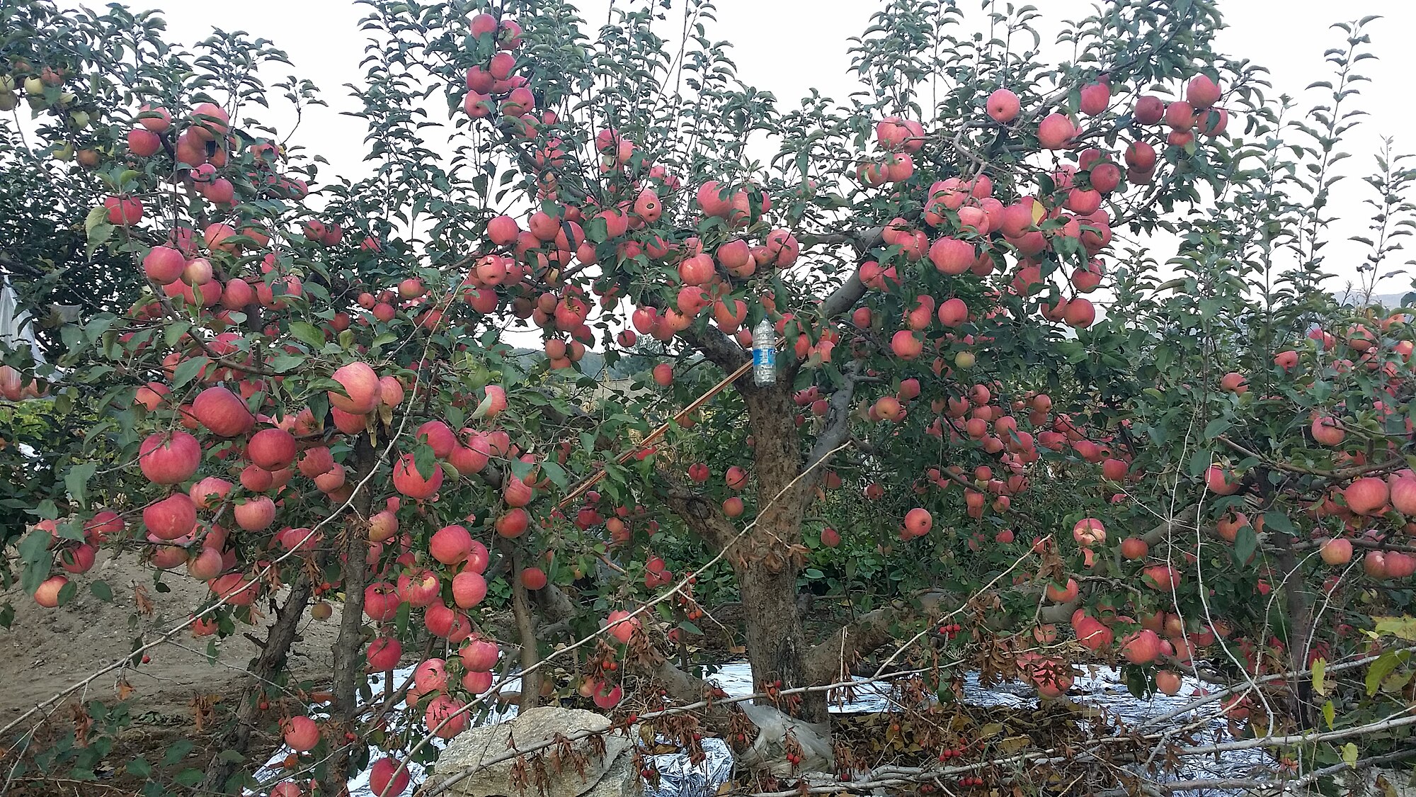 Photographie d’un arbre avec des fruits roses.