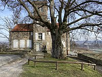 Rotbuche Ruine Isenburg