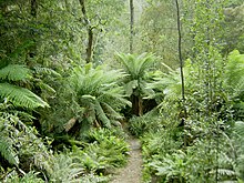 Temperate rainforest in Tasmania's Hellyer Gorge Hellyer Gorge, Tasmania.jpg