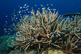 Acropora cervicornis, un corail scléractiniaire (coraux photosynthétiques tropicaux)