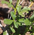 Hibiscus brachysiphonius foliage.jpg