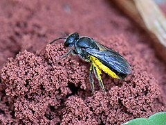 Homalictus blackburni with yellow pollen