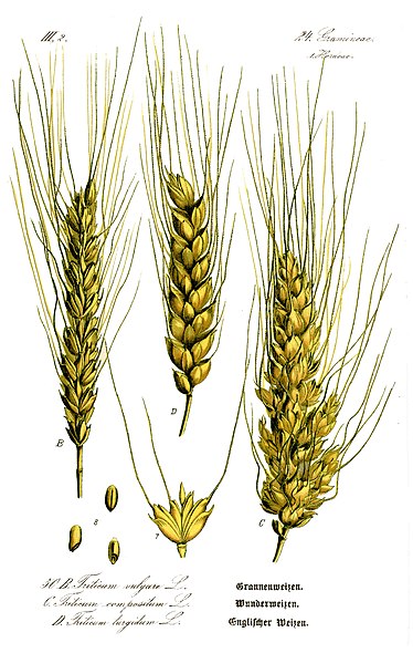 [wheat]