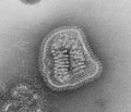 Particule virale de la grippe (Influenza).