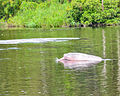 Amazonasdelfin / Boto (Inia geoffrensis)