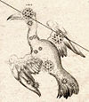 Grus in Johann Bayer's Uranometria, 1603