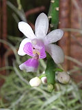 Miniatura para Phalaenopsis deliciosa