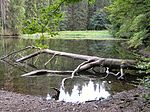 Der Knöpfelstaler Teich im Zone II-Gebiet „Marktal und Morast“