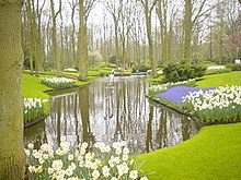 Narcissi growing at Keukenhof Kuekenhoff 006.jpg