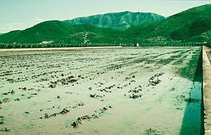 Cullera (comarca Riberas del Júcar - València), 3 de maig de 1981