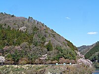 島地川ダムの高瀬湖と桜