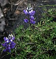 Lupinus guascensis