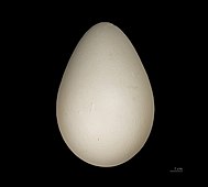 Egg of a king penguin, from Jacques Perrin de Brichambaut's collection, obtained at Île de l'Est Crozet Islands, France.