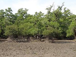 Mangroven am Ostufer