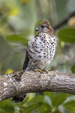 Mauritius kestrel by Charles J. Sharp