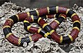 Image 47A venomous coral snake uses bright colours to warn off potential predators. (from Animal coloration)
