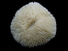 Mushroom Coral (Fungia) Top Macro 91.JPG