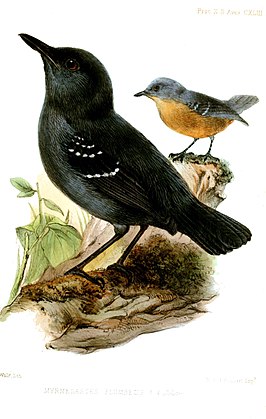 Chamicurusmiervogel