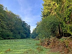 Feuchtgrünland in der Talaue des Burgheimer Bachtal