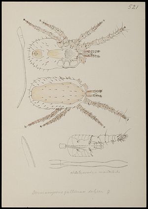 Център за биологично разнообразие Naturalis - RMNH.ART.1254 - Dermanyssus gallinae (de Geer) - Акари - Колекция Anthonie Cornelis Oudemans.jpeg