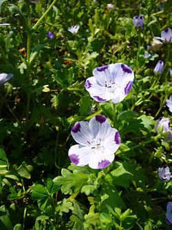 Täpläsievikki (Nemophila maculata)