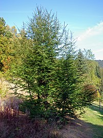 Ñire (Nothofagus antarctica).