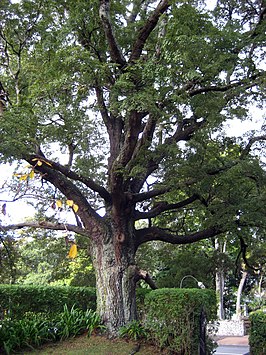 Nothofagus solandri