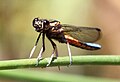 Immature male