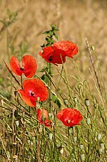 Miniatura per Papaver rhoeas