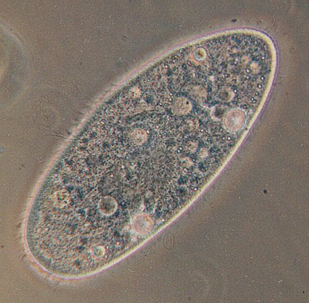 Paramecium aurelia, the best known of all ciliates. The bubbles throughout the cell are vacuoles. The entire surface is covered in cilia, which are blurred by their rapid movement.