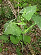 山菜として採り頃の茎が伸びだした頃。