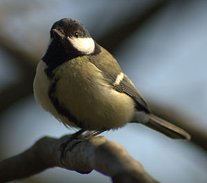 This is an adult female of species Parus major...