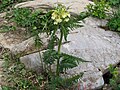 Pedicularis hacquetii a1. jpg
