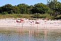 Karibi flamingók (Phoenicopterus ruber)