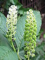 Inflorescences avec jeunes fruits