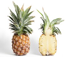 The fruit of a pineapple includes tissue from the sepals as well as the pistils of many flowers. It is a multiple-accessory fruit. Pineapple and cross section.jpg