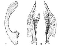 Figure 2. Median lobe and parameres of Platynectes weiri. (Drawing: Jaroslav Šťastný)