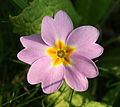 Une fleur de primevère