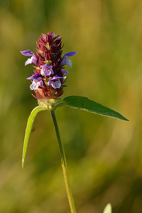 Prunella-vulgaris